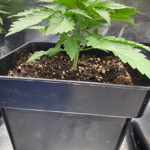Wedding cake auto growlog timeline photo