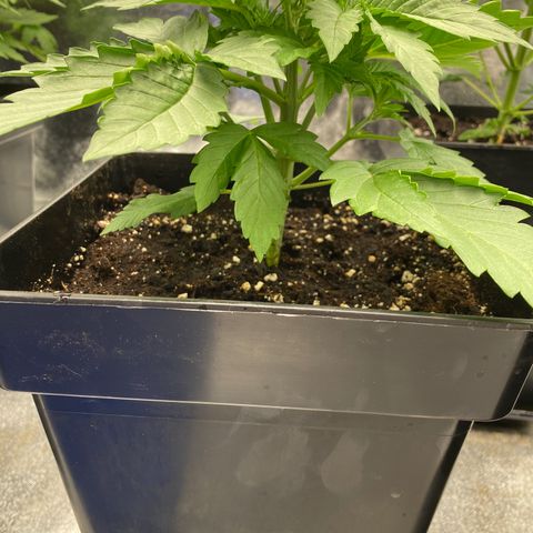 Wedding cake auto growlog timeline photo