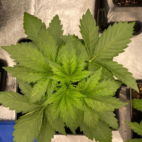 Wedding cake auto growlog timeline photo