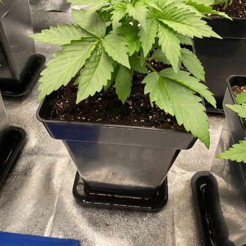 Wedding cake auto growlog timeline photo