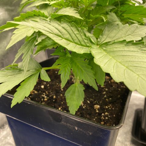 Wedding cake auto growlog timeline photo