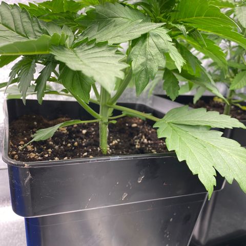 Wedding cake auto growlog timeline photo
