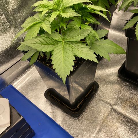 Wedding cake auto growlog timeline photo