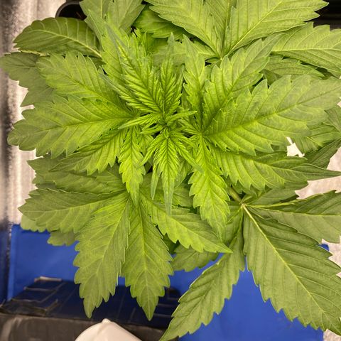 Wedding cake auto growlog timeline photo