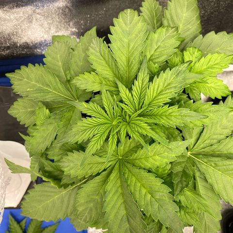 Wedding cake auto growlog timeline photo
