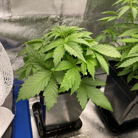 Wedding cake auto growlog timeline photo