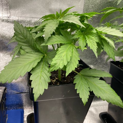 Wedding cake auto growlog timeline photo