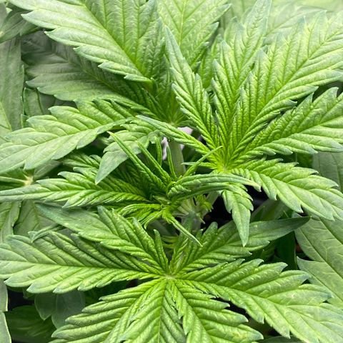 Wedding cake auto growlog timeline photo