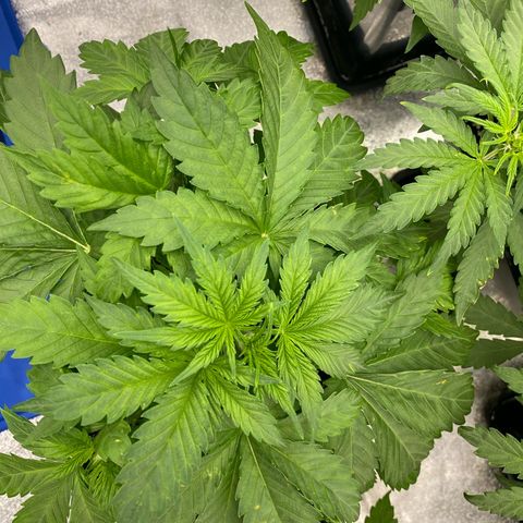 Wedding cake auto growlog timeline photo