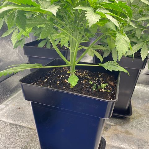 Wedding cake auto growlog timeline photo