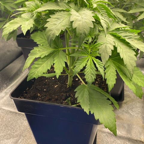 Wedding cake auto growlog timeline photo