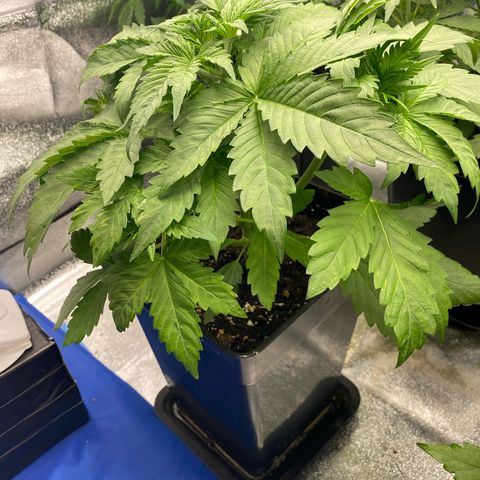 Wedding cake auto growlog timeline photo