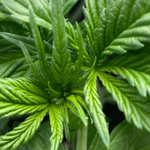 Wedding cake auto growlog timeline photo