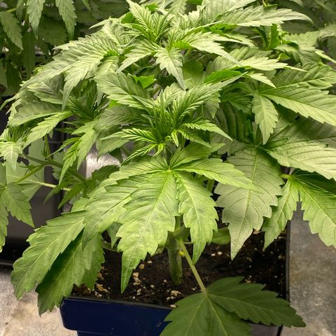 Wedding cake auto growlog timeline photo