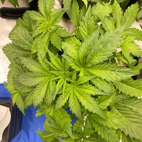 Wedding cake auto growlog timeline photo