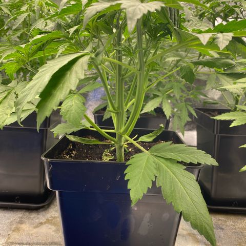Wedding cake auto growlog timeline photo