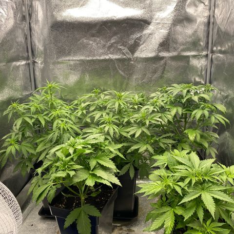 Wedding cake auto growlog timeline photo
