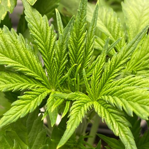 Wedding cake auto growlog timeline photo