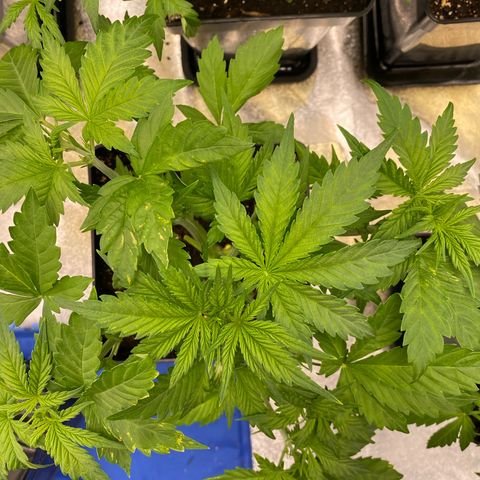 Wedding cake auto growlog timeline photo