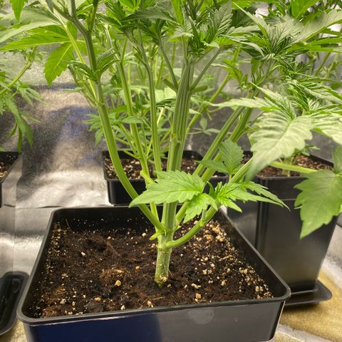 Wedding cake auto growlog timeline photo