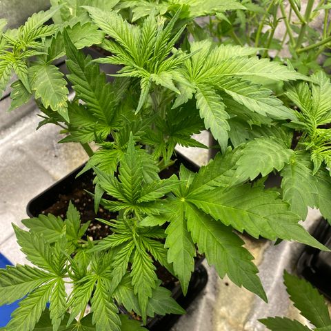 Wedding cake auto growlog timeline photo
