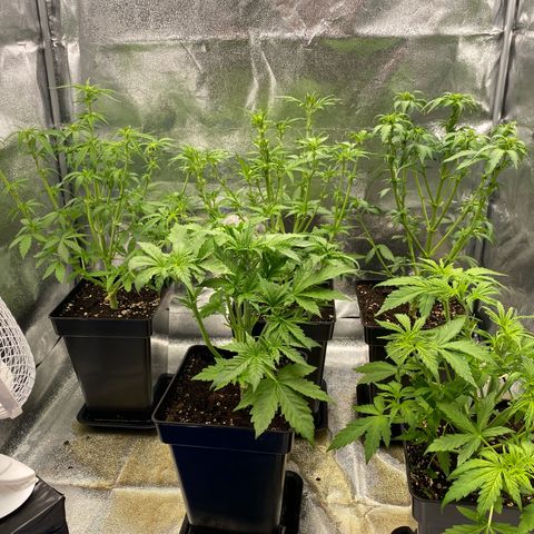 Wedding cake auto growlog timeline photo