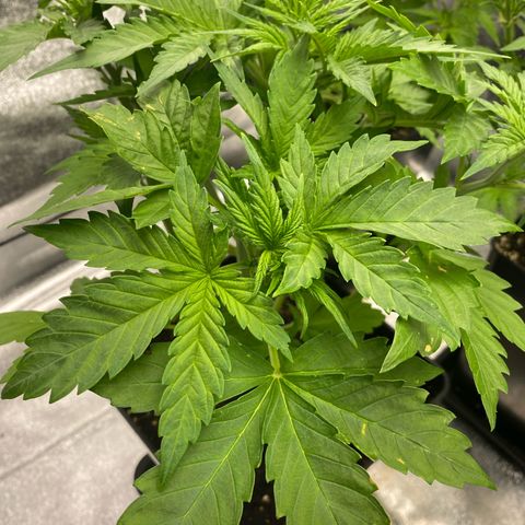 Wedding cake auto growlog timeline photo