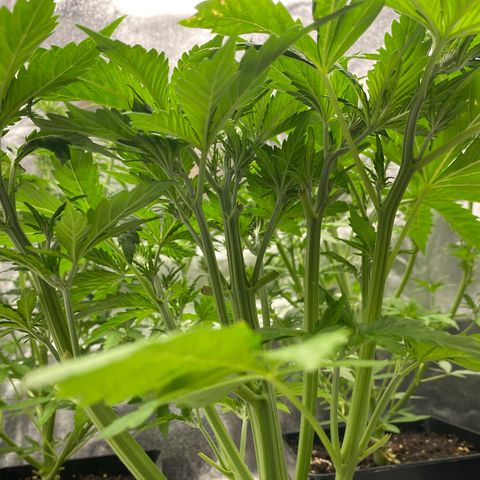 Wedding cake auto growlog timeline photo