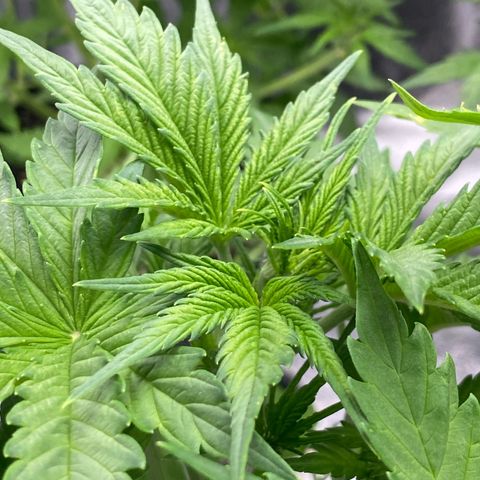 Wedding cake auto growlog timeline photo
