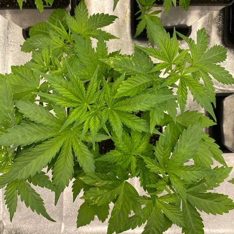 Wedding cake auto growlog timeline photo