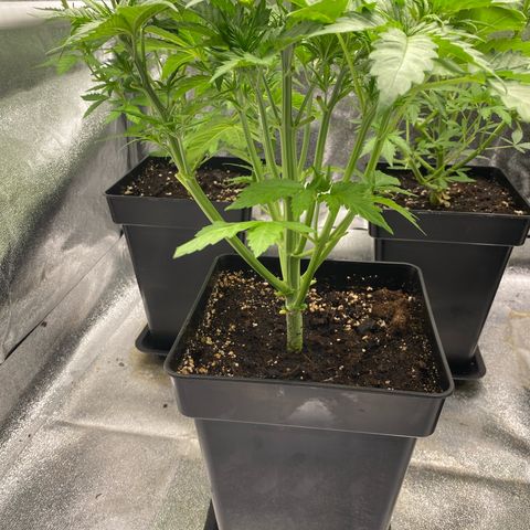 Wedding cake auto growlog timeline photo