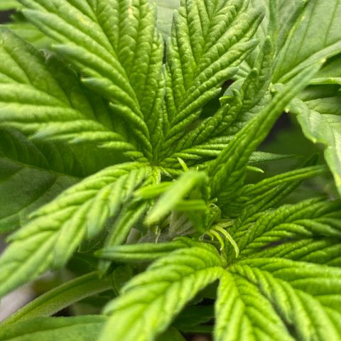Wedding cake auto growlog timeline photo