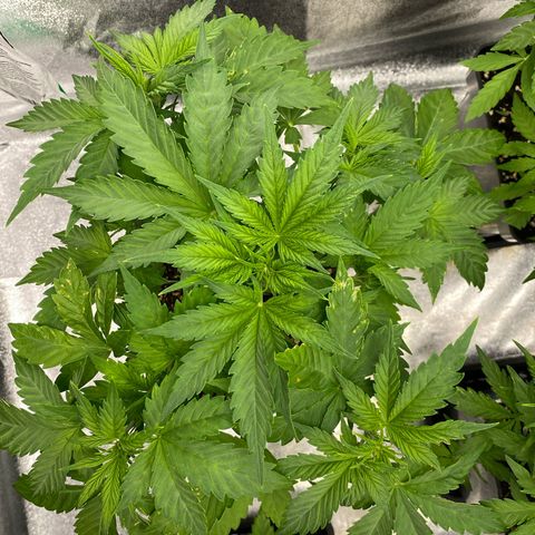Wedding cake auto growlog timeline photo