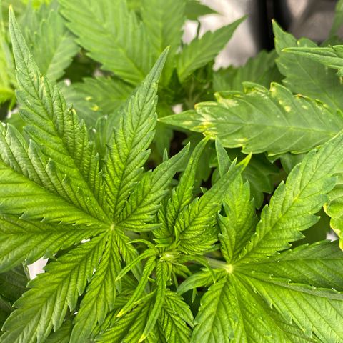 Wedding cake auto growlog timeline photo