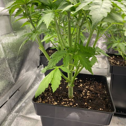 Wedding cake auto growlog timeline photo