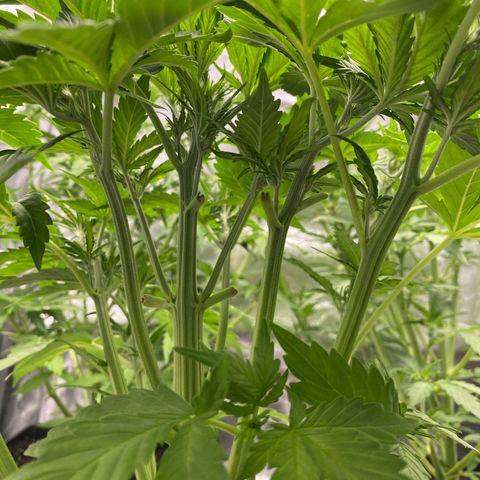 Wedding cake auto growlog timeline photo