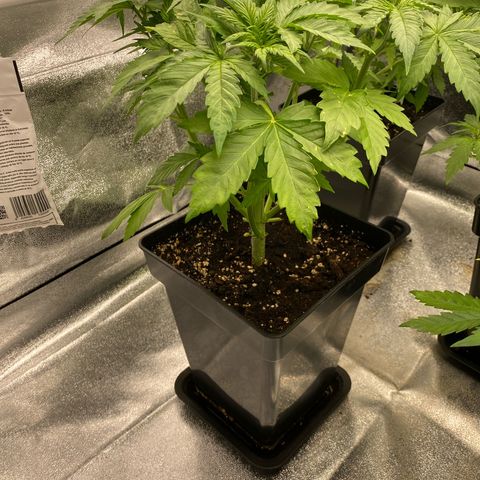Wedding cake auto growlog timeline photo
