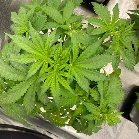 Wedding cake auto growlog timeline photo