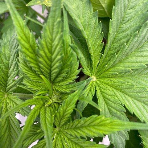 Wedding cake auto growlog timeline photo
