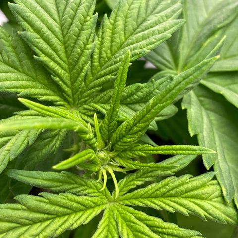 Wedding cake auto growlog timeline photo
