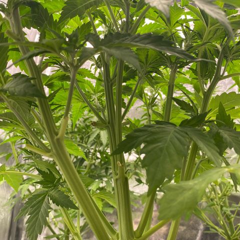 Wedding cake auto growlog timeline photo