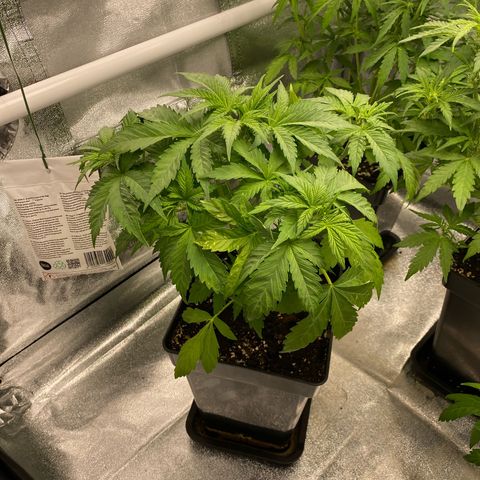 Wedding cake auto growlog timeline photo