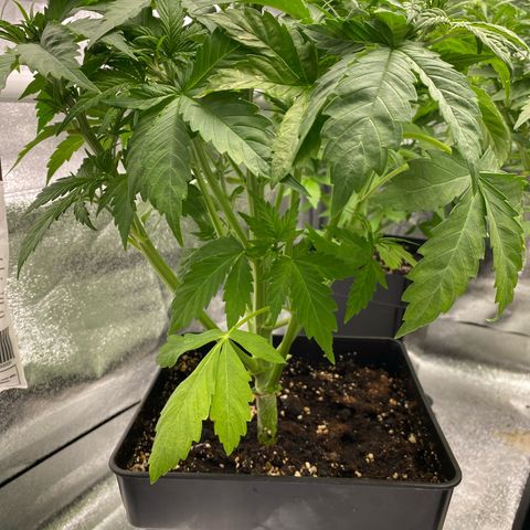 Wedding cake auto growlog timeline photo