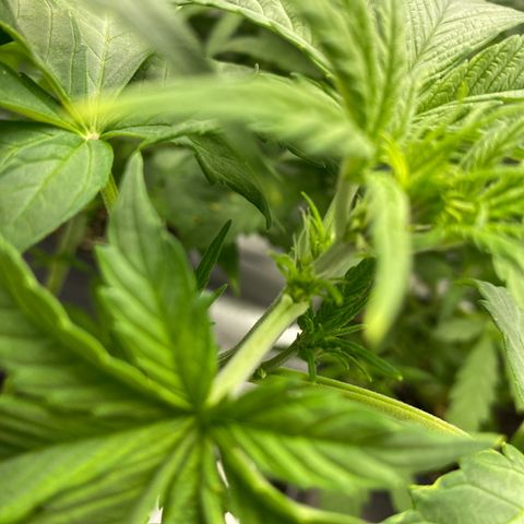 Wedding cake auto growlog timeline photo