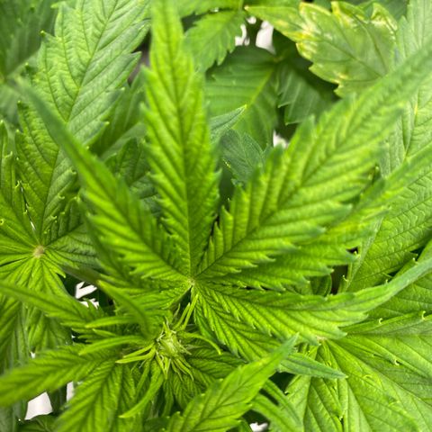 Wedding cake auto growlog timeline photo
