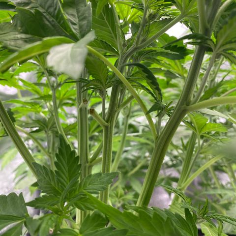 Wedding cake auto growlog timeline photo