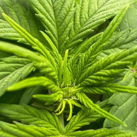 Wedding cake auto growlog timeline photo