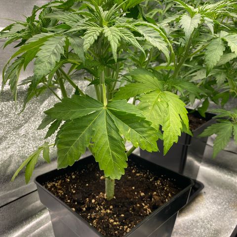 Wedding cake auto growlog timeline photo
