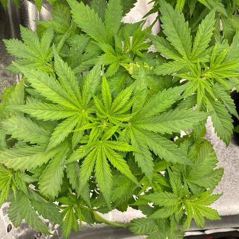 Wedding cake auto growlog timeline photo