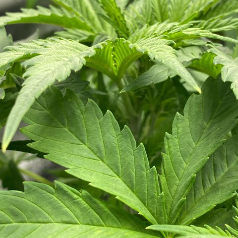 Wedding cake auto growlog timeline photo